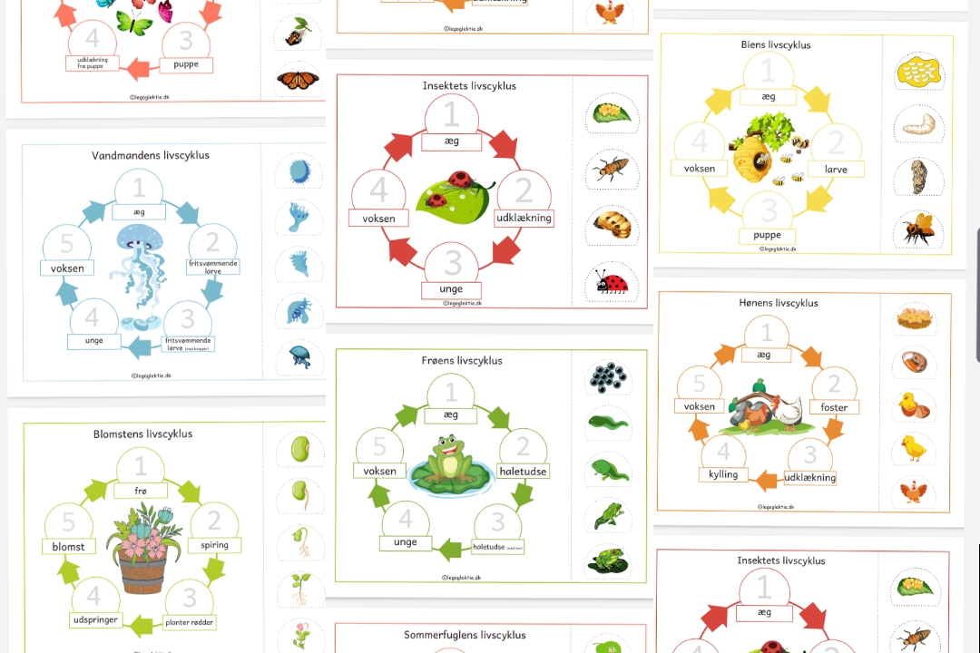 10 dyrs livscyklus (Print selv)
