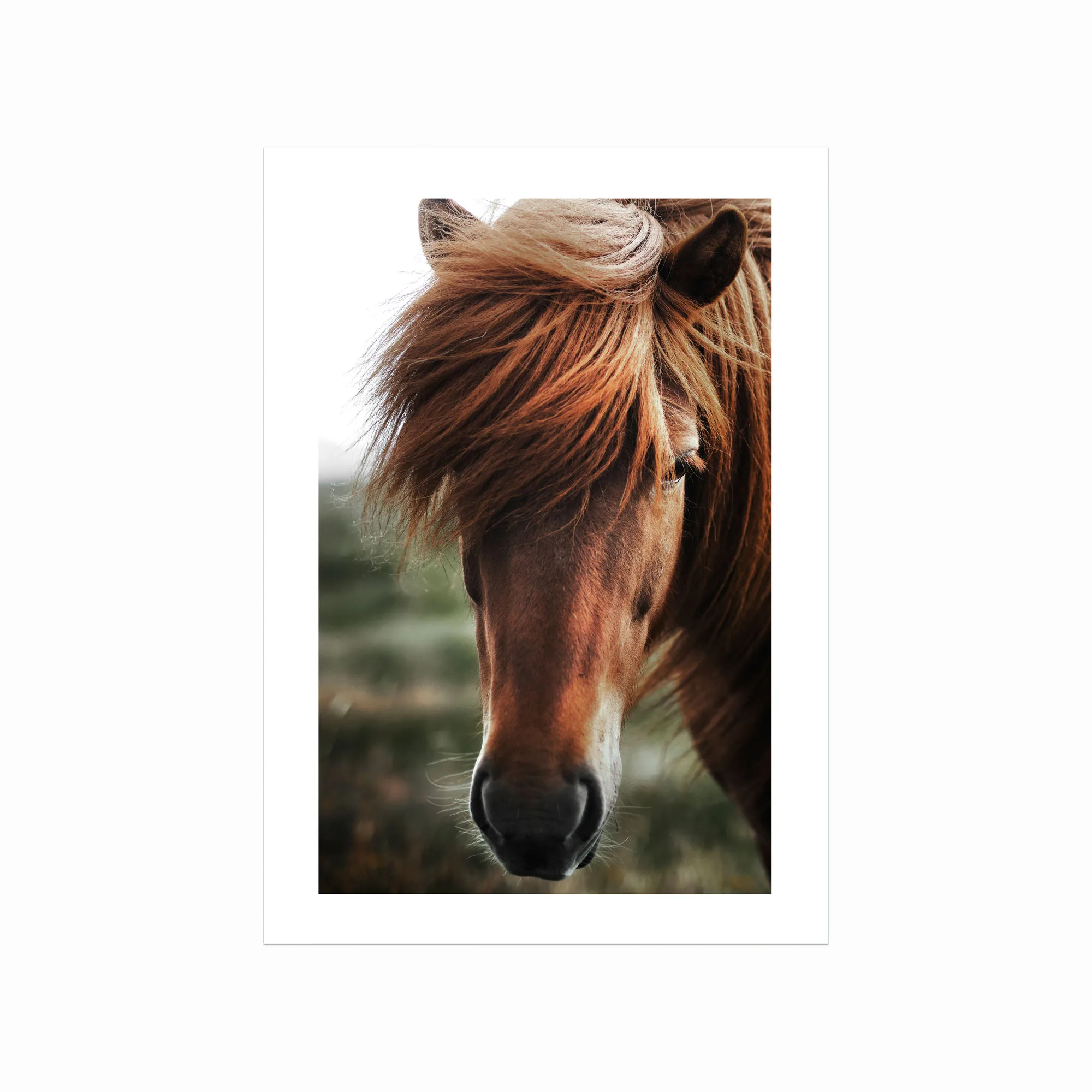 Plakater med dyr Chestnut Horse