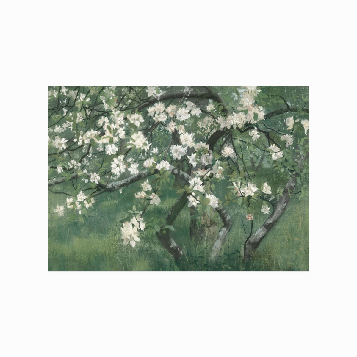 Antik plakat Apple Tree in Blossom