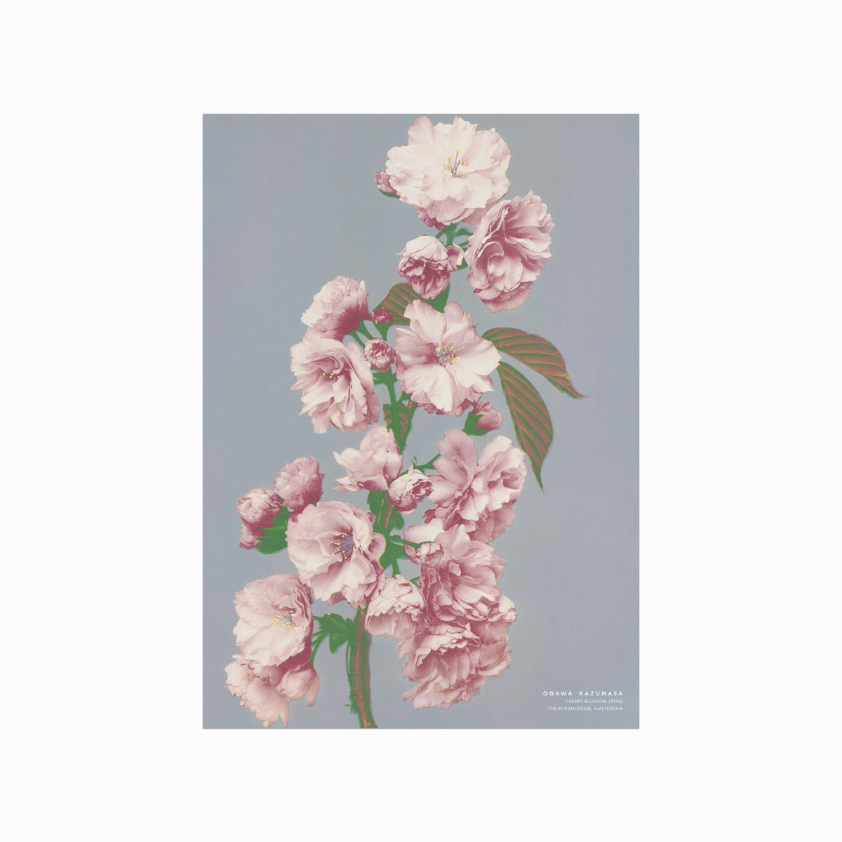 Ogawa Kazumasa Cherry Blossom