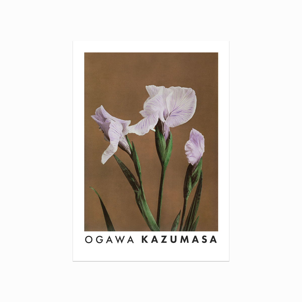 Ogawa Kazumasa Iris
