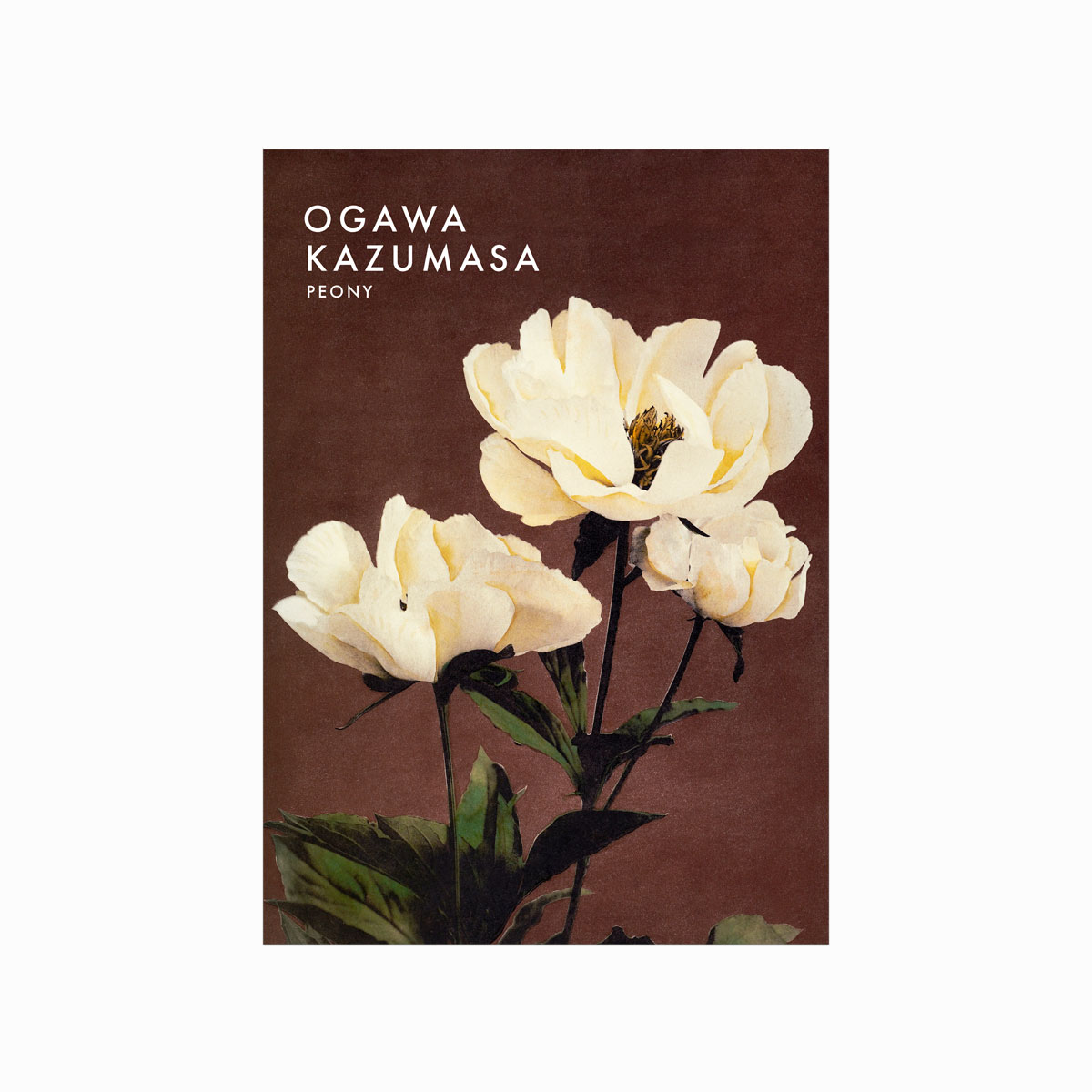 Ogawa Kazumasa Peony