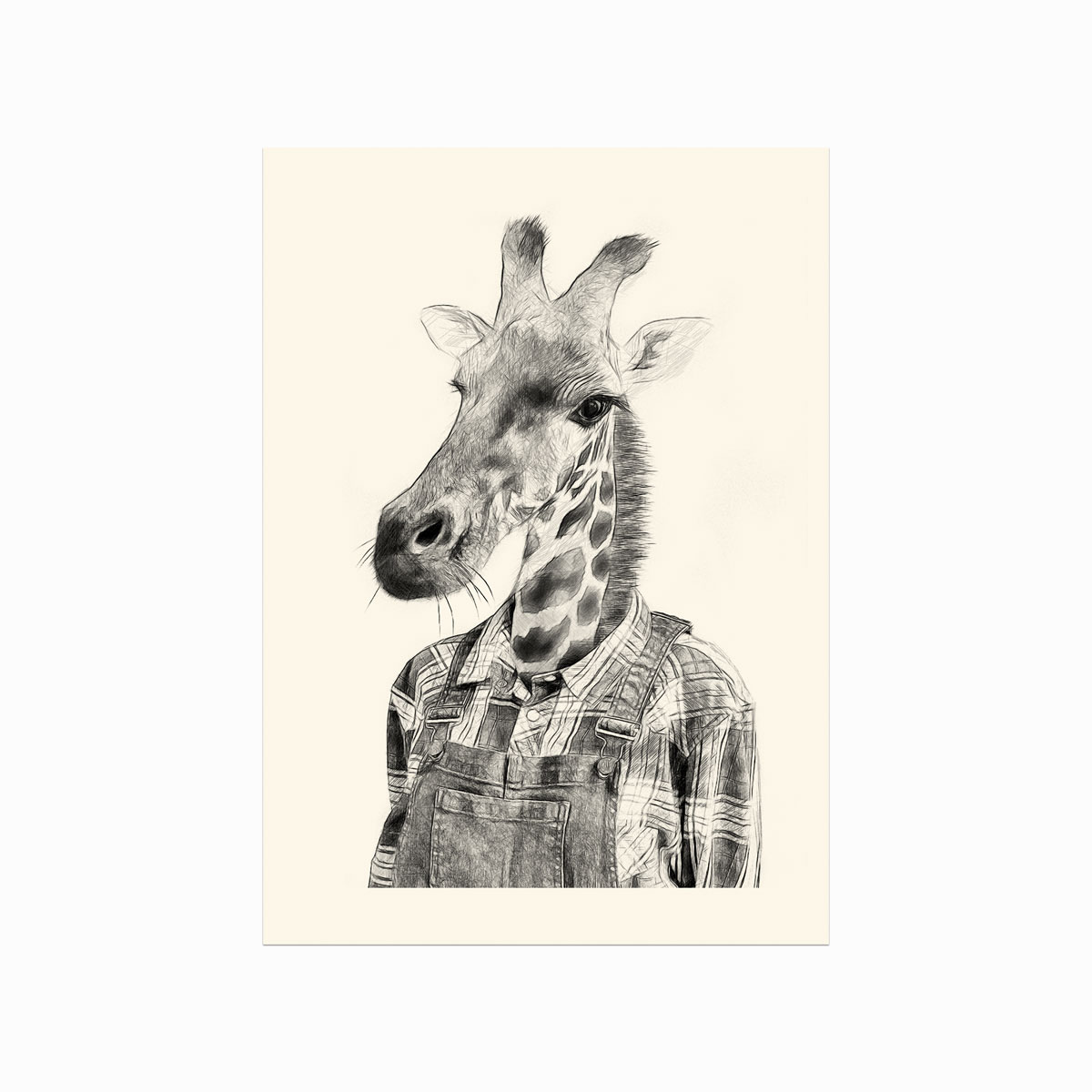 South African Giraffe