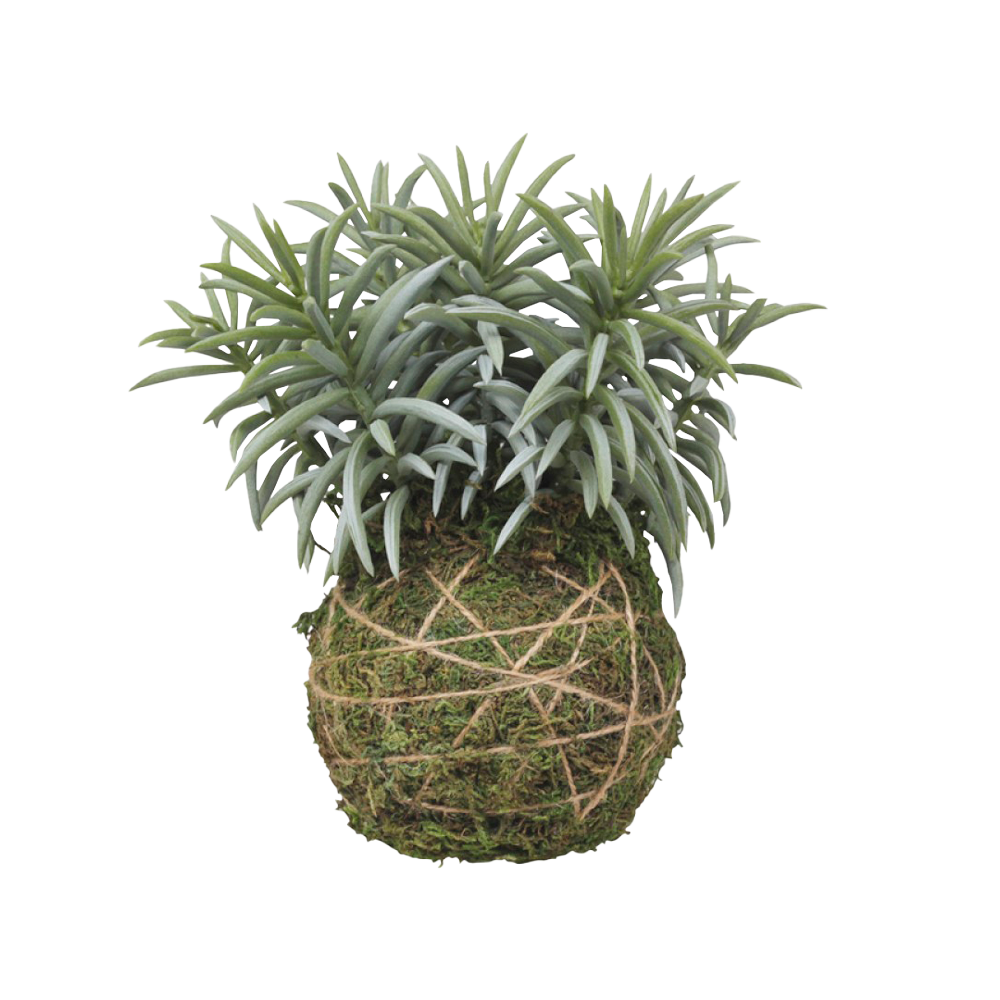 FLEUR moskugle m. plante