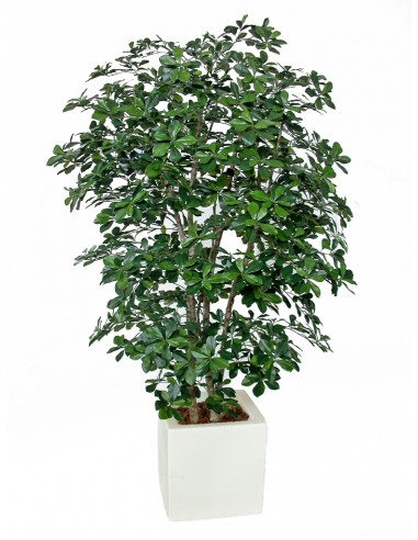 Stort kunstigt Buxifolia træ med potte H180 cm