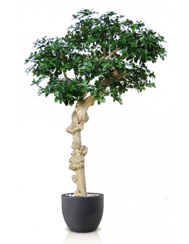 Stort kunstigt Buxifolia træ med potte H250 cm