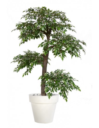 Stort kunstigt Ficus Nitida træ med potte H220 cm