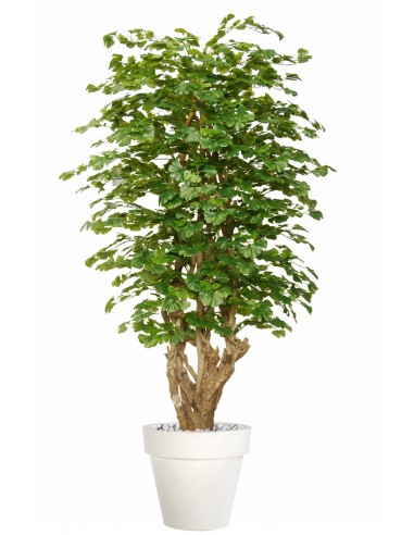 Stort kunstigt Gingko Malabar træ med potte H220 cm