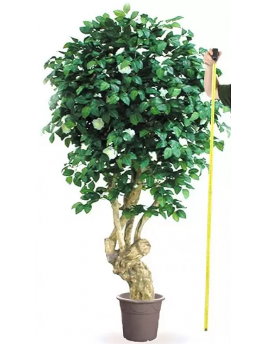 Stort kunstigt Camelia blomster træ H200 cm
