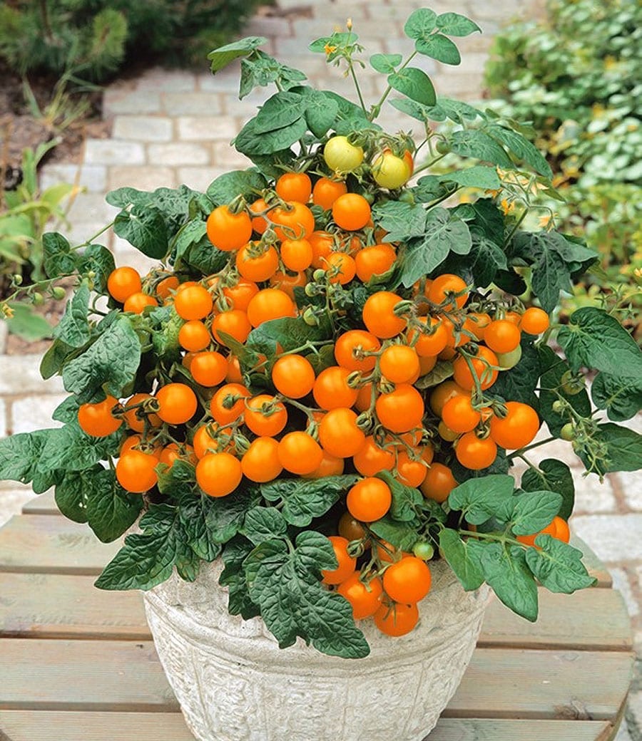 Cherrytomat frø - Orange Venus Kirsebærtomat