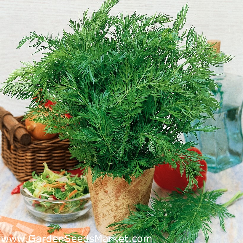 Kommen frø - Carum carvi