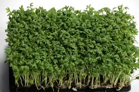 Sort Sennepsfrø Øko til Sundt Mikrogrønt