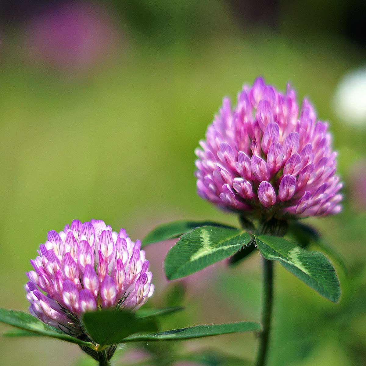 Øko Rødkløver mikrogrønt frø