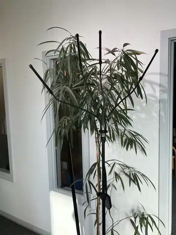 Ståenede 4 armet Grolys lampe