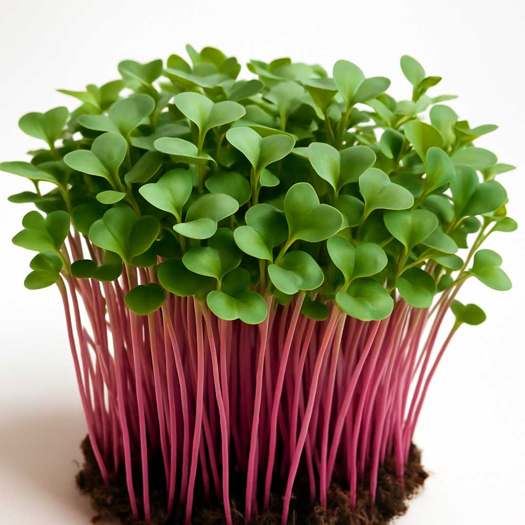 Rød Kålrabi (pink kål), Øko til Sundt Mikrogrønt