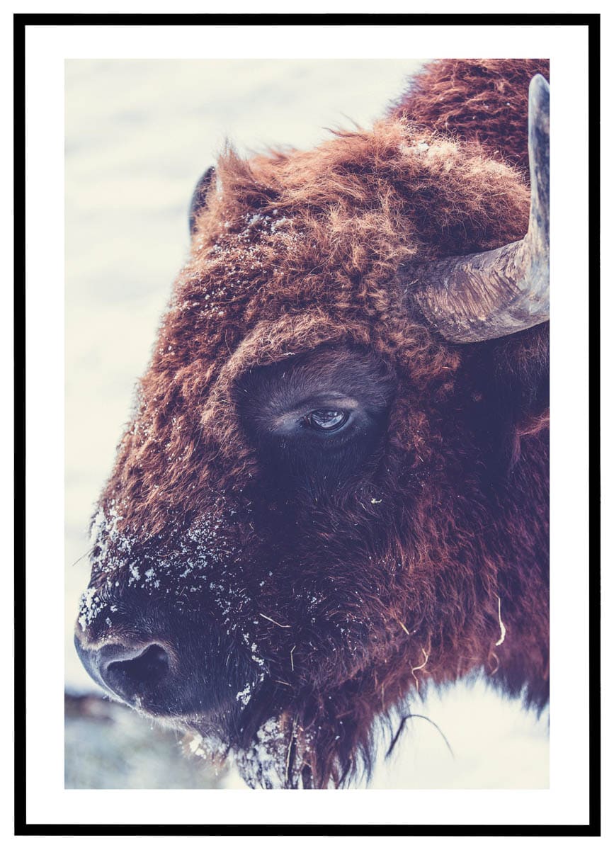Plakat Amerikansk bison
