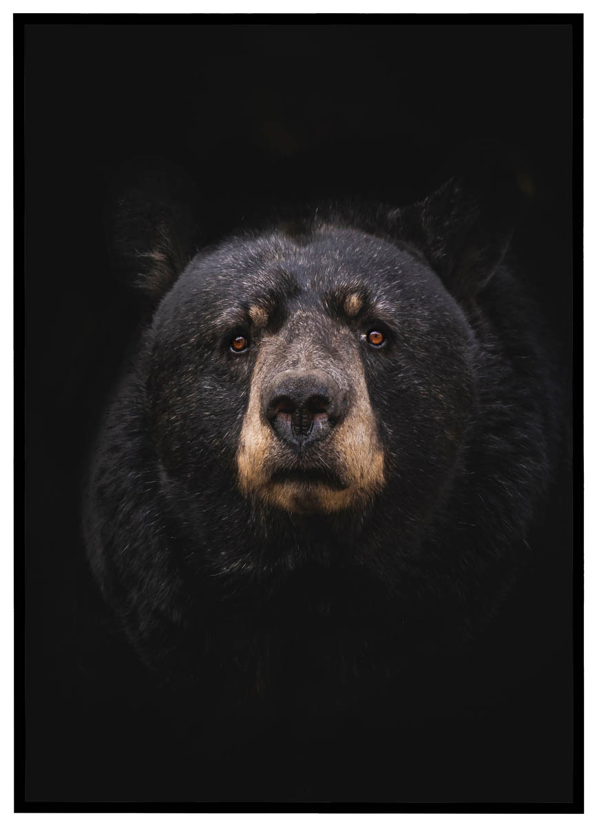 Plakat Bjørn