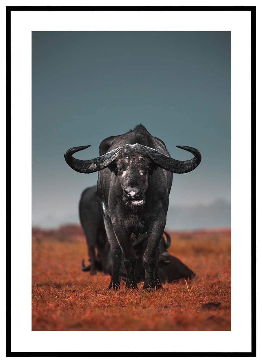 Plakat Bøffel på sletten