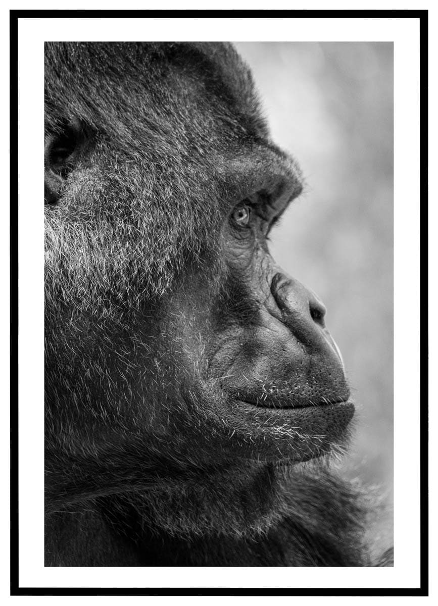 Plakat Gorilla i profil