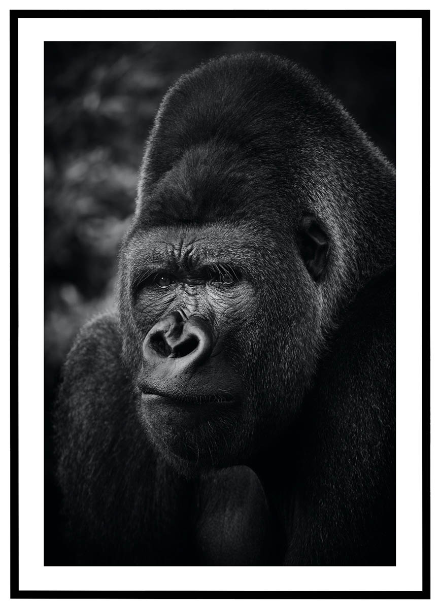 Plakat Gorilla