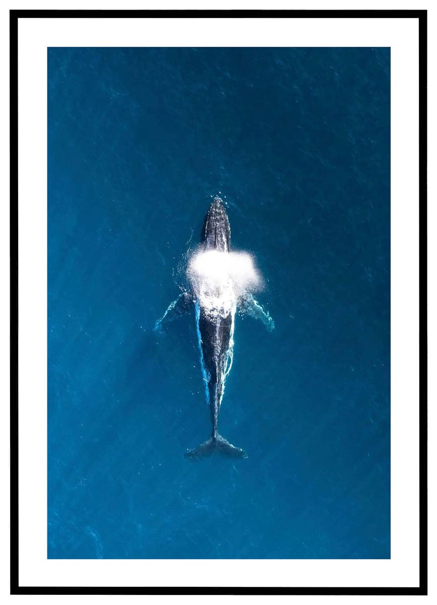 Plakat Hval
