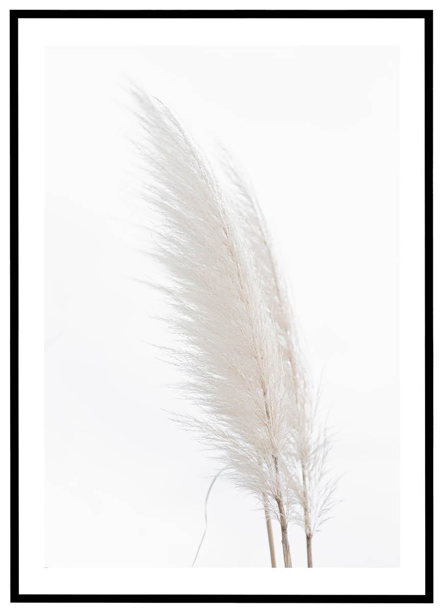Plakat Hvid pampasgræs
