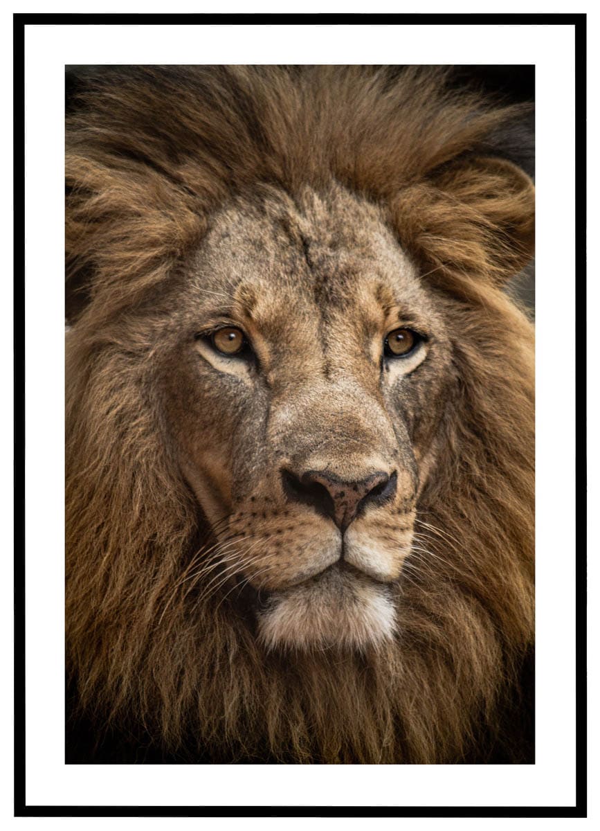 Plakat Løve #1