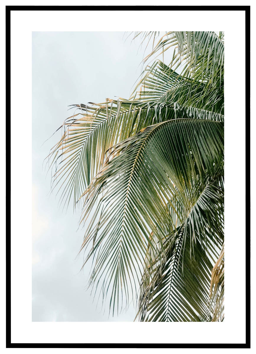 Plakat Palmeblade