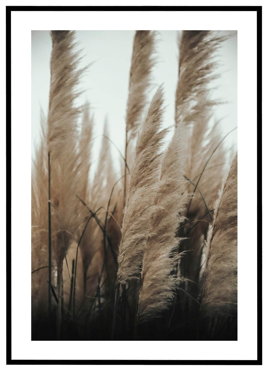Plakat Pampasgræs i det fri