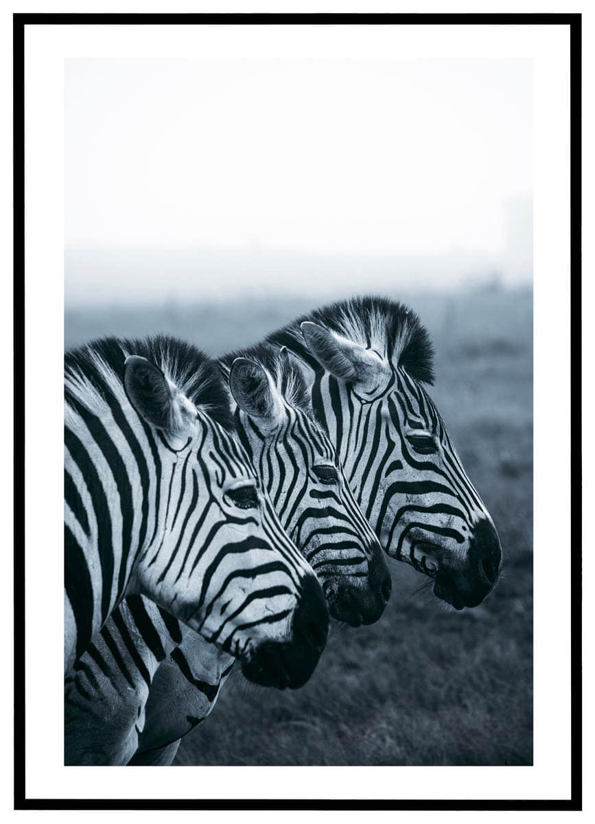 Plakat Zebraer