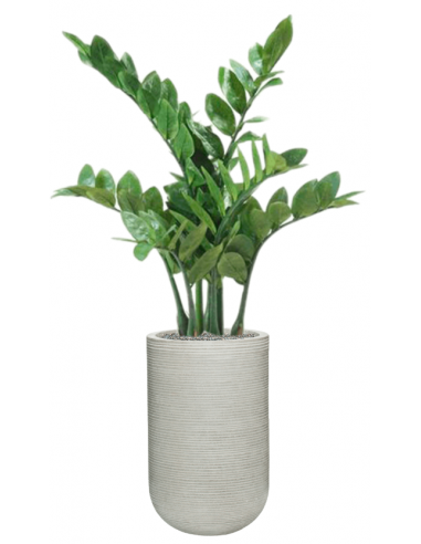 Sammenplantning med krukke og kunstig Zamioculcas plante H112 cm