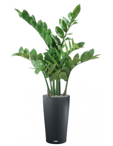 Sammenplantning med krukke og kunstig Zamioculcas plante H105 cm