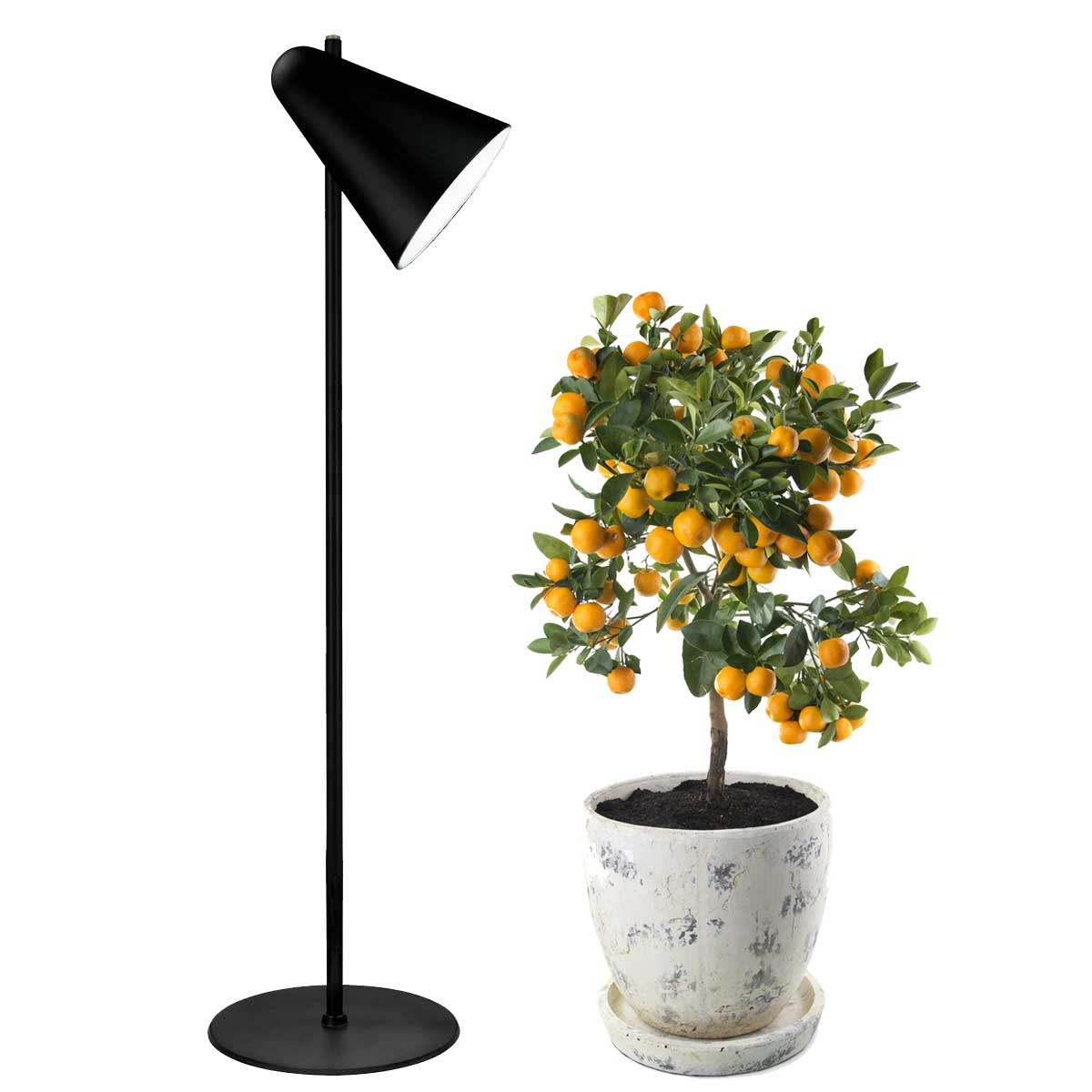 Capelo Sort Gulvlampe af genbrugsmetal | Vækstlys LED I Med grolys pære